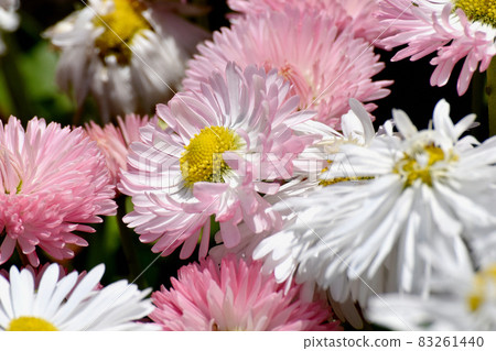 三鷹中原盛開的粉紅色雛菊 三鷹中原盛開的粉紅色雛菊 83261440