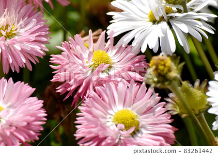 Pink daisy flowers blooming in Mitaka Nakahara Pink daisy flowers blooming in Mitaka Nakahara 83261442