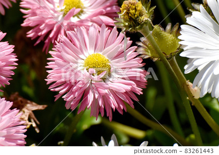 Pink daisy flowers blooming in Mitaka Nakahara Pink daisy flowers blooming in Mitaka Nakahara 83261443