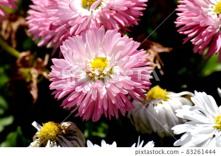 三鷹中原盛開的粉紅色雛菊 83261444
