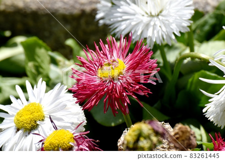 三鷹中原盛開的紅色雛菊花 三鷹中原盛開的紅色雛菊花 83261445