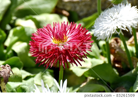 Red daisy flowers blooming in Mitaka Nakahara 83261509