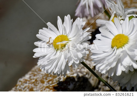 White daisy flowers blooming in Mitaka Nakahara White daisy flowers blooming in Mitaka Nakahara 83261621