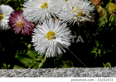 三鷹中原盛開的白雛菊 83261653