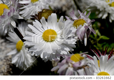 White daisy flowers blooming in Mitaka Nakahara 83261662
