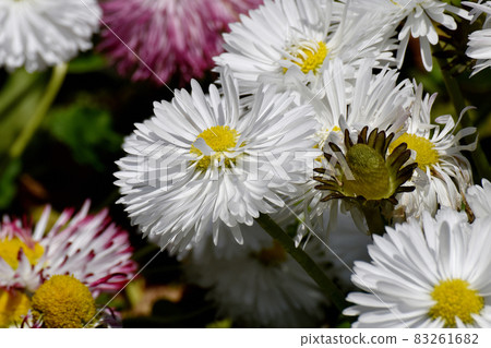三鷹中原盛開的白雛菊 83261682