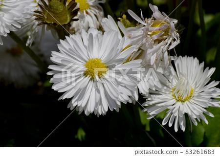 三鷹中原盛開的白雛菊 83261683