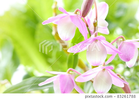 Dendrobium pink flower close-up orchid Hamana Lake Dendrobium pink flower close-up orchid Hamana Lake 83261788