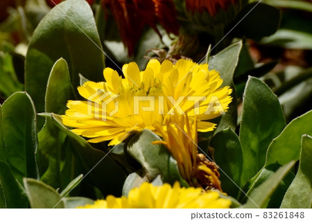 Yellow calendula flowers blooming in Mitaka Nakahara 83261848