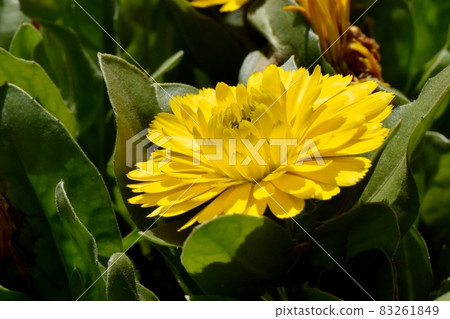 Yellow calendula flowers blooming in Mitaka Nakahara 83261849