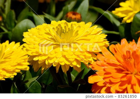 Yellow calendula flowers blooming in Mitaka Nakahara 83261850