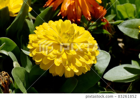 Yellow calendula flowers blooming in Mitaka Nakahara Yellow calendula flowers blooming in Mitaka Nakahara 83261852