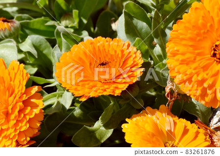 盛開在三鷹中原的橙色金盞花 盛開在三鷹中原的橙色金盞花 83261876