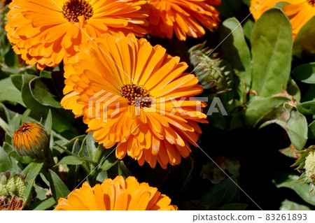 Orange calendula flowers blooming in Mitaka Nakahara Orange calendula flowers blooming in Mitaka Nakahara 83261893