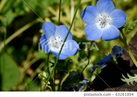 Blue nemophila flowers blooming in Mitaka Nakahara Blue nemophila flowers blooming in Mitaka Nakahara 83261894