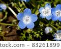 Blue nemophila flowers blooming in Mitaka Nakahara 83261899