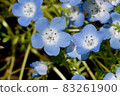 Blue nemophila flowers blooming in Mitaka Nakahara 83261900