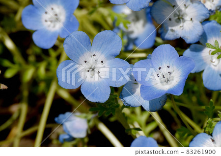 Blue nemophila flowers blooming in Mitaka Nakahara Blue nemophila flowers blooming in Mitaka Nakahara 83261900