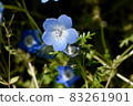 Blue nemophila flowers blooming in Mitaka Nakahara 83261901