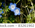 Blue nemophila flowers blooming in Mitaka Nakahara 83261902