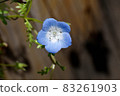 Blue nemophila flowers blooming in Mitaka Nakahara 83261903