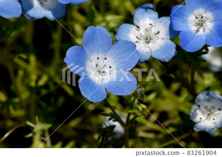 Blue nemophila flowers blooming in Mitaka Nakahara Blue nemophila flowers blooming in Mitaka Nakahara 83261904