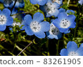 Blue nemophila flowers blooming in Mitaka Nakahara 83261905