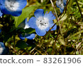 Blue nemophila flowers blooming in Mitaka Nakahara 83261906
