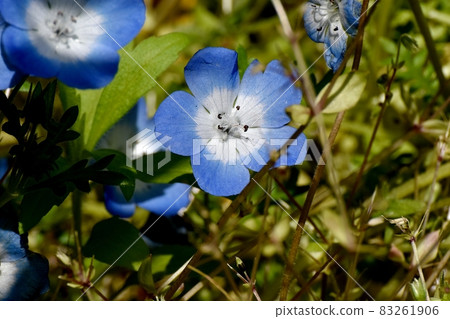 盛開在三鷹中原的藍色花粉蝶 83261906