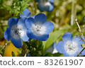 Blue nemophila flowers blooming in Mitaka Nakahara 83261907