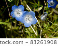 Blue nemophila flowers blooming in Mitaka Nakahara 83261908