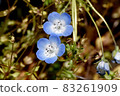 Blue nemophila flowers blooming in Mitaka Nakahara 83261909