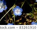 Blue nemophila flowers blooming in Mitaka Nakahara 83261910