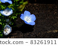 Blue nemophila flowers blooming in Mitaka Nakahara 83261911
