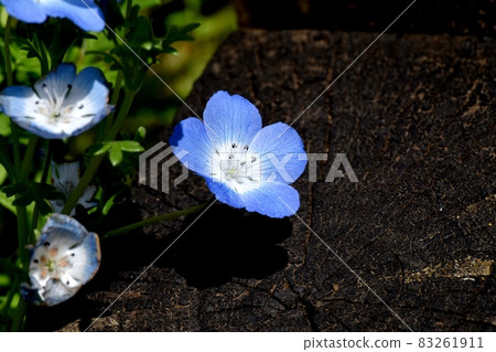 Blue nemophila flowers blooming in Mitaka Nakahara Blue nemophila flowers blooming in Mitaka Nakahara 83261911