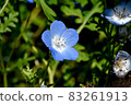 Blue nemophila flowers blooming in Mitaka Nakahara 83261913