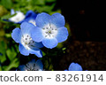 Blue nemophila flowers blooming in Mitaka Nakahara 83261914