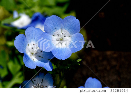 Blue nemophila flowers blooming in Mitaka Nakahara Blue nemophila flowers blooming in Mitaka Nakahara 83261914