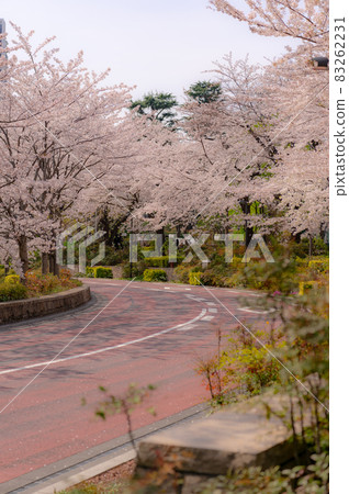 Cherry blossoms in full bloom in Roppongi, Minato-ku, Tokyo Cherry blossoms in full bloom in Roppongi, Minato-ku, Tokyo 83262231