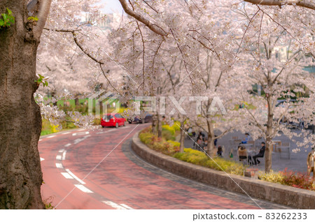 Cherry blossoms in full bloom in Roppongi, Minato-ku, Tokyo Cherry blossoms in full bloom in Roppongi, Minato-ku, Tokyo 83262233