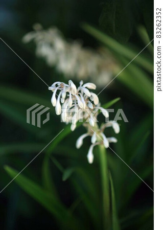 Wild grass Nosilan white flowers bloom Wild grass Nosilan white flowers bloom 83262352