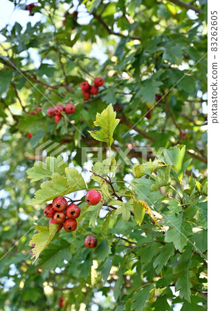 Trees: Oomi hawthorn rose family Trees: Oomi hawthorn rose family 83262605