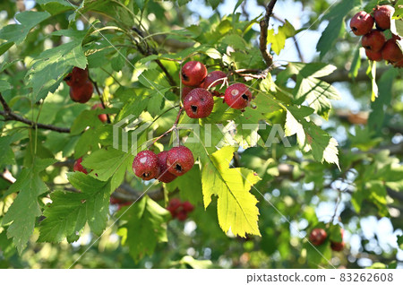Trees: Oomi hawthorn rose family 83262608