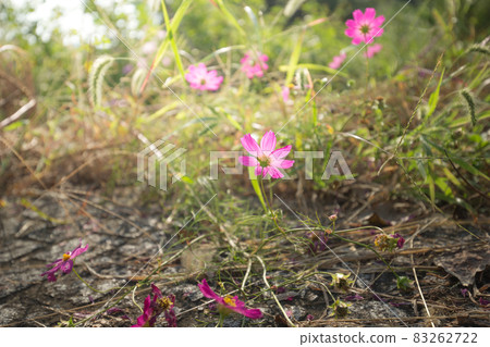 Cosmos that blooms to the defeat of weeds Cosmos that blooms to the defeat of weeds 83262722