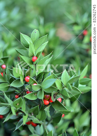 Tree: Nagiyakada Urui 83262745