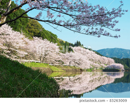 Cherry blossoms in full bloom reflected on the mirror-like water surface Cherry blossoms in full bloom reflected on the mirror-like water surface 83263009