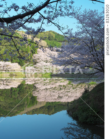 Cherry blossoms in full bloom reflected on the mirror-like water surface Cherry blossoms in full bloom reflected on the mirror-like water surface 83263010