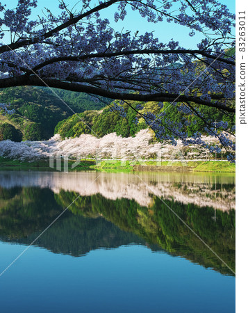 Cherry blossoms in full bloom reflected on the mirror-like water surface Cherry blossoms in full bloom reflected on the mirror-like water surface 83263011