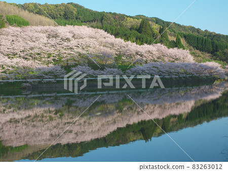 Cherry blossoms in full bloom reflected on the mirror-like water surface Cherry blossoms in full bloom reflected on the mirror-like water surface 83263012