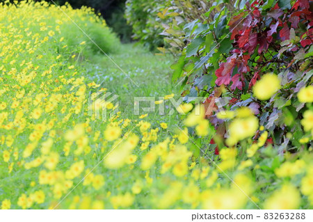 Umami Hill Park Cosmos in full bloom and autumn flowers 83263288
